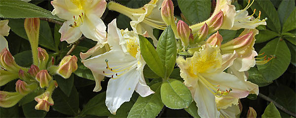 Rhododendron