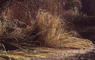 Abgestorbene Pflanzenteile aus dem Teich entfernen.